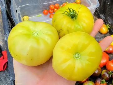 Tomato 'Mandarina Yellow' Seeds (Certified Organic)