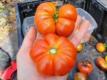 Tomato 'Mandarina Red' Seeds (Certified Organic)