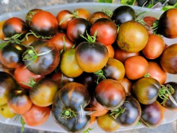 Tomato 'Indigo Blue Chocolate' Seeds (Certified Organic)