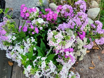 Garden Phlox Mix Seeds (Certified Organic)