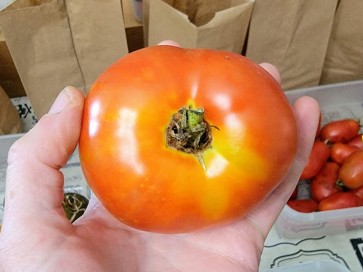 Tomato 'Siletz' Seeds (Certified Organic)