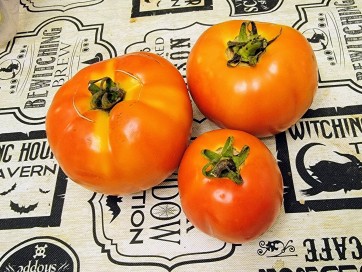 Tomato 'Debut F2' Seeds (Certified Organic)
