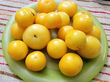 Tomato 'Poma Amoris Minora Lutea' Seeds (Certified Organic)