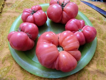 Tomato 'Tobolsk' (Pink Variant) Seeds (Certified Organic)