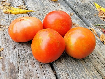 Tomato 'Buckbee's New 50 Day' Seeds (Certified Organic)