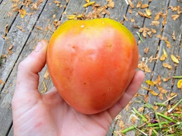 Tomato 'Gemini' Seeds (Certified Organic)