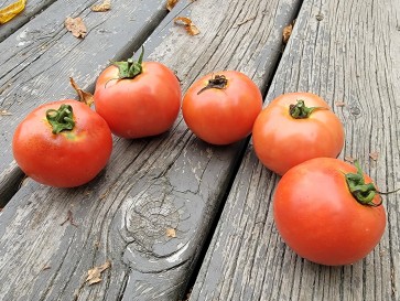 Tomato 'Illini Star' Seeds (Certified Organic)