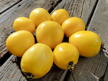 Tomato 'New Moon' Seeds (Certified Organic)