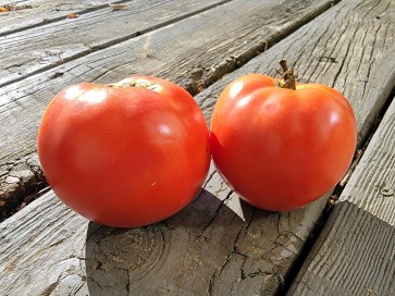 Tomato 'Burgess Mammoth Wonder' Seeds (Certified Organic)