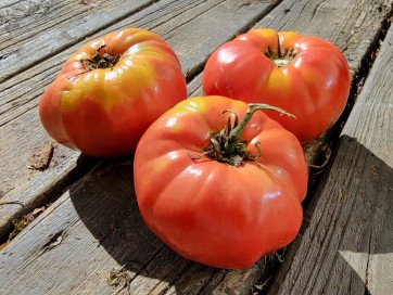 Tomato 'Guido' Seeds (Certified Organic)