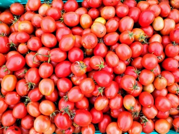 Tomato 'Crovarese Grape' Seeds (Certified Organic)