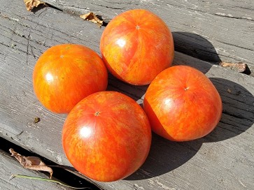 Tomato 'Aviuri' Seeds (Certified Organic)