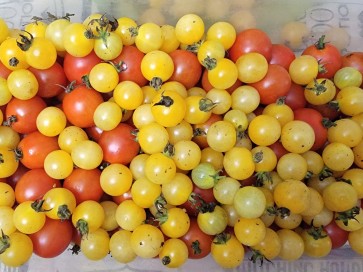 Tomato 'Fritz Ackerman Cross' Seeds (Certified Organic)