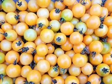 Tomato 'Honeydrop' Seeds (Certified Organic)