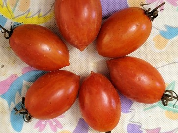 Tomato 'Matt's Folly' Seeds (Certified Organic)