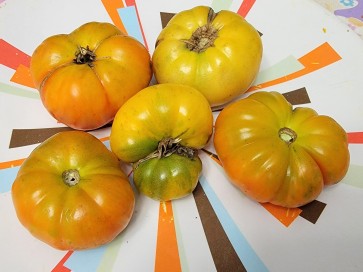 Tomato 'Project Grow Gold' Seeds (Certified Organic)