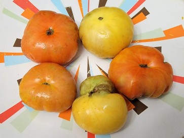 Tomato 'Project Grow Gold' (Orange-Red Cross) Seeds (Certified Organic)