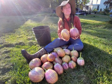 Eggplant ‘Purple & White Striped’ Seeds (Certified Organic)
