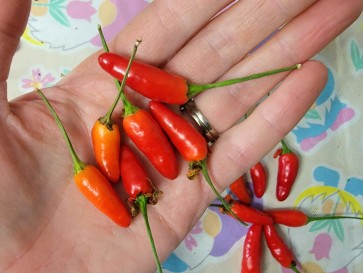 Hot Pepper 'Thai Dragon' Seeds (Certified Organic)