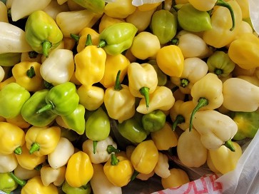 Hot Pepper 'White Ghost' Seeds (Certified Organic)