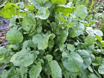 Arugula AKA Oriental Salad Rocket 'Victoria' Seeds (Certified Organic)