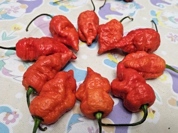 Hot Pepper 'Death Spiral' Seeds (Certified Organic)