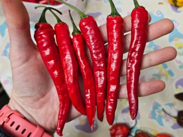 Hot Pepper 'Firecracker' Seeds (Certified Organic)
