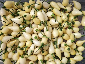 Hot Pepper 'White Chupetinho' Seeds (Certified Organic)