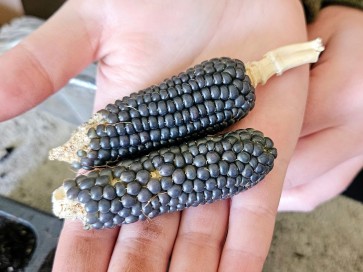 'Melinda's Mini Blue Popcorn' Corn Seeds