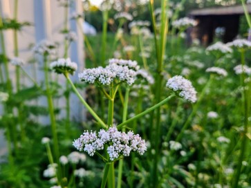 Valerian Seeds (Certified Organic)