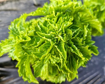 Basil 'Spicy Saber' Seeds (Certified Organic)