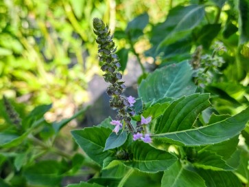 Basil 'Blue Spice' Seeds (Certified Organic)