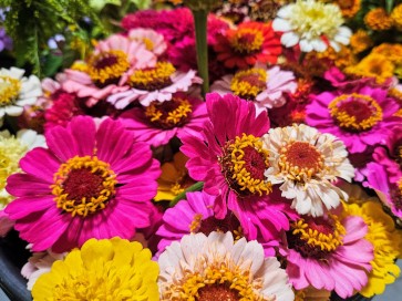 Zinnia 'Candy Mix' Seeds (Certified Organic)