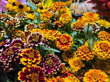 Zinnia 'Aztec Sunset Mix' Seeds (Certified Organic)