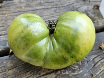 Tomato 'Green Giant' Seeds (Certified Organic)