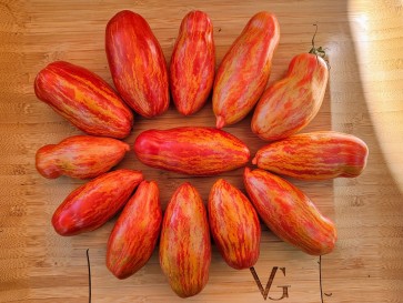 Tomato 'Bella' Seeds (Certified Organic)