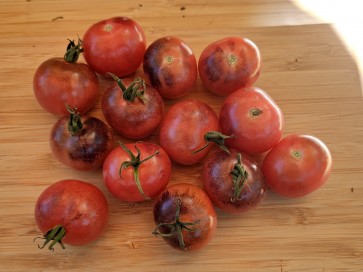 Tomato 'Dancing with Smurfs' Seeds (Certified Organic)
