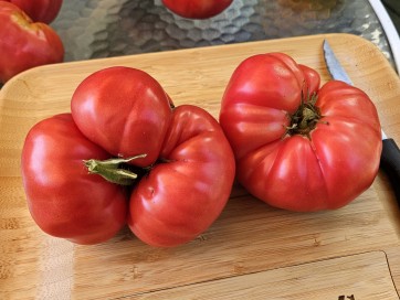 Dwarf Tomato 'Snakebite' Seeds (Certified Organic)