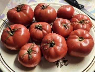 Tomato 'Early Detroit' Seeds (Certified Organic)