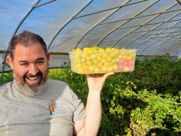 Tomato 'Gajo de Melon' (more yellow strain) Seeds