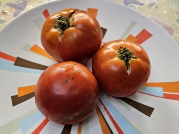 Tomato 'Boxcar Willie' Seeds (Certified Organic)