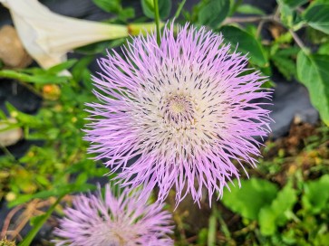 Basket Flower 'Pink' Seeds (Certified Organic)