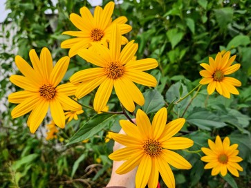 Jerusalem Artichoke AKA Sunchoke Seeds (Certified Organic)