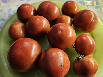 Dwarf Tomato 'Kangaroo Paw Brown' Seeds (Certified Organic)
