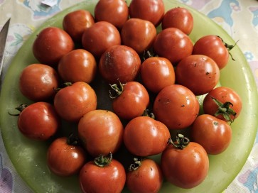 Tomato 'Gardener's Delight' Seeds (Certified Organic)