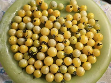 Tomato 'Coyote' Seeds (Certified Organic)