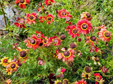 Red Tricolor Daisy Seeds (Certified Organic)