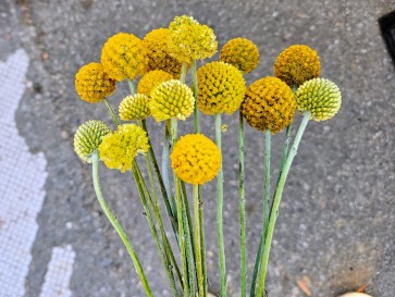 Sunball Craspedia 'Yellow Drumstick' Seeds (Certified Organic)