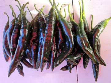 Hot Pepper ‘Pasilla Bajio’ AKA 'Chilaca' Seeds (Certified Organic)