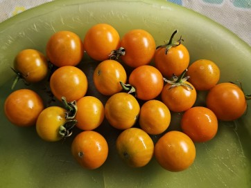 Tomato 'Small Orange Cherry RD' Seeds (Certified Organic)